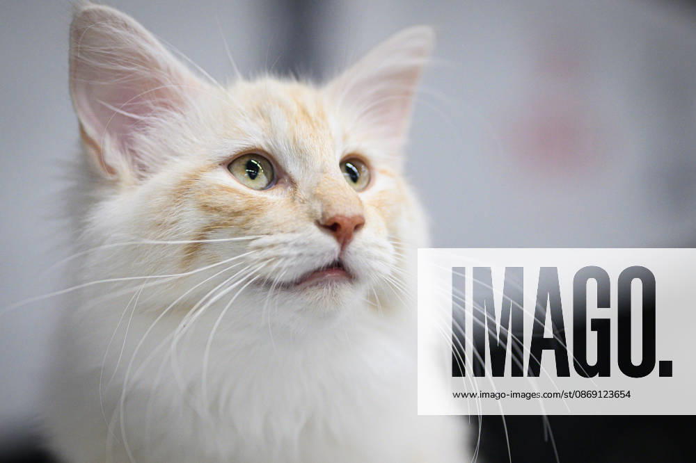 2026 WCF Jubilee Cat Show - Day 1 Cat is seen during the day one of 2026 WCF Jubilee Cat Show in Zagreb, Croatia on October 10, 2026. DavorxPuklavec PIXSELL
