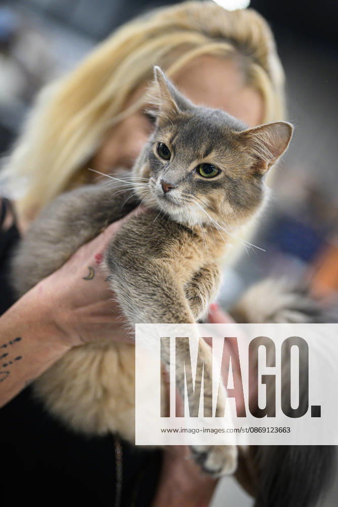 2026 WCF Jubilee Cat Show - Day 1 Owner holds her cat during the day one of 2026 WCF Jubilee Cat Show in Zagreb, Croatia on October 10, 2026. DavorxPuklavec PIXSELL