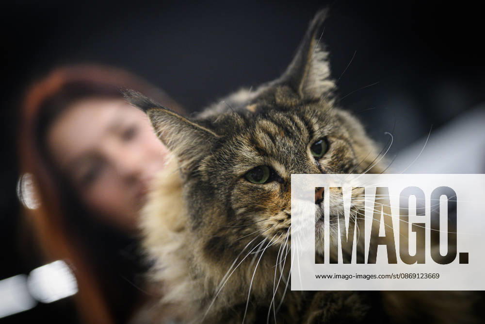 2026 WCF Jubilee Cat Show - Day 1 Owner holds her cat during the day one of 2026 WCF Jubilee Cat Show in Zagreb, Croatia on October 10, 2026. DavorxPuklavec PIXSELL