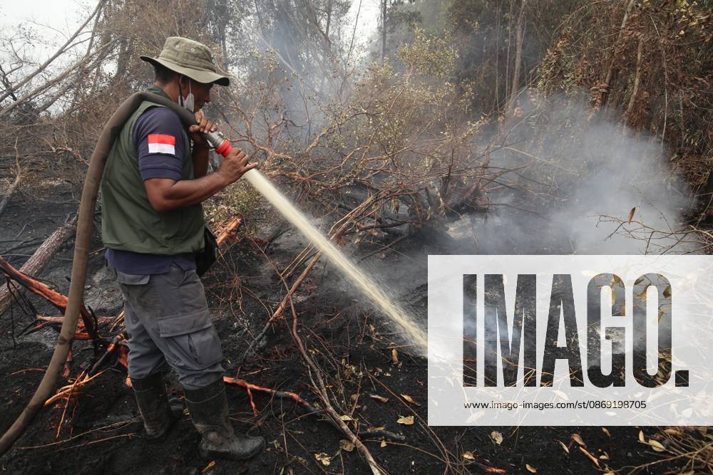 Firefighters battle forest fire in Central Kalimantan PALANGKA RAYA, CENTRAL KALIMANTAN, INDONESIA, OCTOBER 11, 2026: Members of Indonesia s Manggala Agni forest fire brigade work to extinguish a forest fire in the Sebangau area of Palangka Raya, Central Kalimantan. The firefighting team has been responding to fires affecting forests and community land in the region during the dry season. kalimantan Indonesia