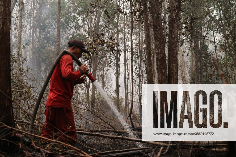 PALANGKA RAYA, CENTRAL KALIMANTAN, INDONESIA, OCTOBER 11, 2026: Members of Indonesia s Manggala Agni forest fire brigade work to extinguish a forest fire in the Sebangau area of Palangka Raya, Central Kalimantan. The firefighting team has been responding to fires affecting forests and community land in the region during the dry season. Kalimantan Indonesia - ZUMAq101 20261011_zna_q101_126