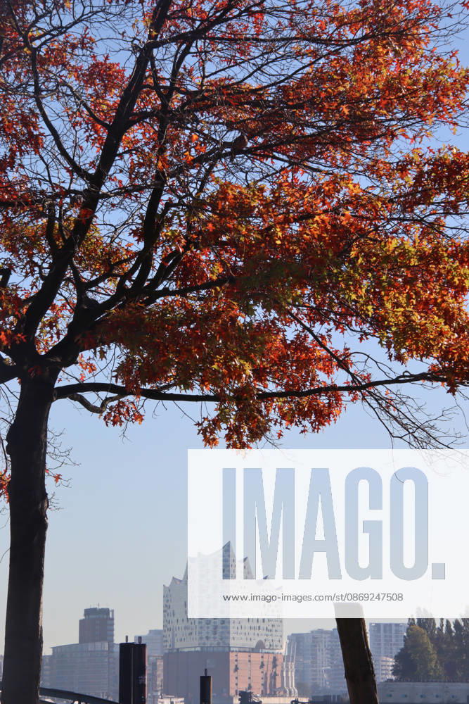 Golden October in Hamburg: Colorful leaves glisten in the sunlight