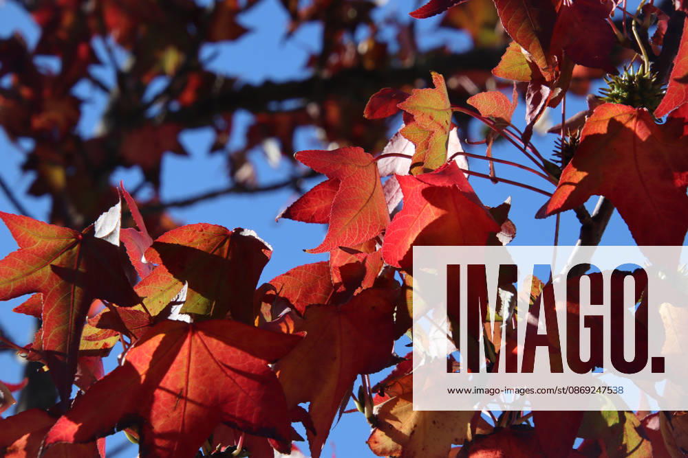 Golden October in Hamburg: Colorful leaves glisten in the sunlight