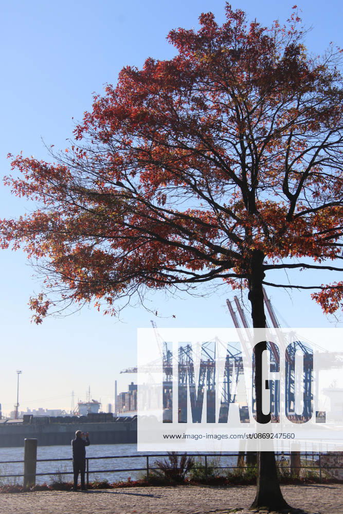 Golden October in Hamburg: Colorful leaves glisten in the sunlight
