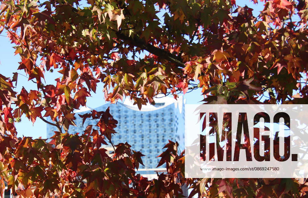 Golden October in Hamburg: Colorful leaves glisten in the sunlight
