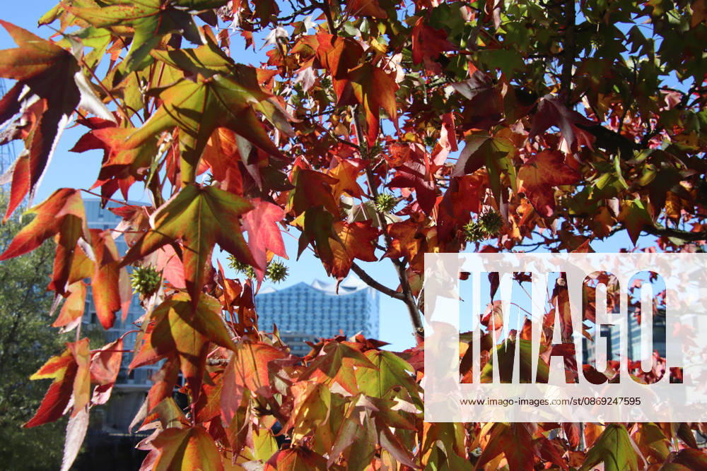 Golden October in Hamburg: Colorful leaves glisten in the sunlight