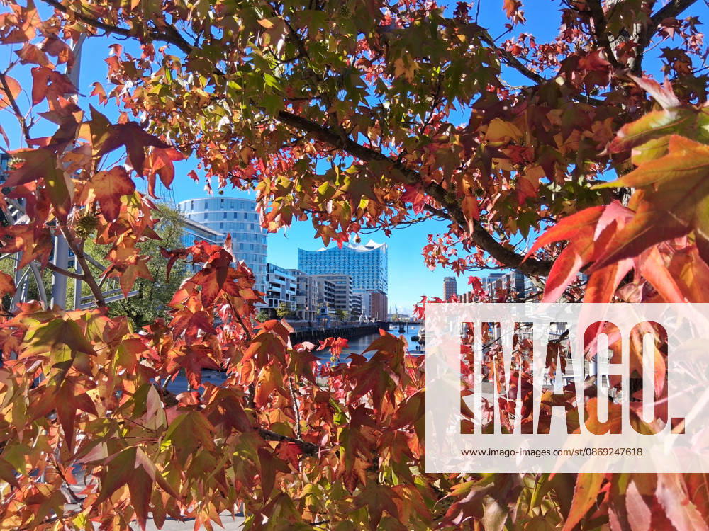 Golden October in Hamburg: Colorful leaves glisten in the sunlight