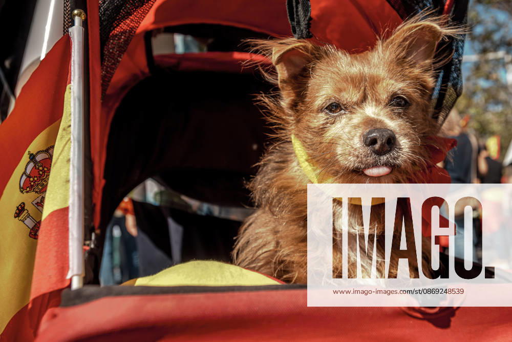 A small dog rides in a flag-covered stroller during a demonstration marking SpainÃ¢â‚¬â ¢s National Day. Barcelona Spain - ZUMAo105 20261012_fap_o105_016