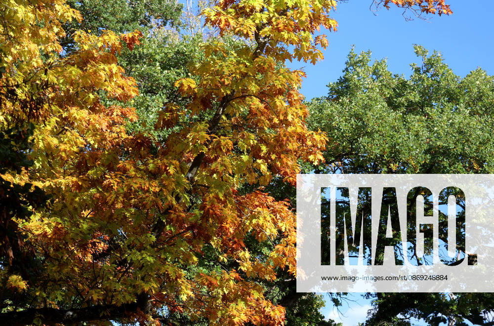An autumn day in Feldafing, Feldafinger Park, Starnberg District. Here is a view of colorful trees, fall foliage, deciduous trees, autumnal, a play of colors, autumn leaves, fall colors, leaf coloration, red, yellow, red foliage, yellow foliage, natural spectacle, autumn scene