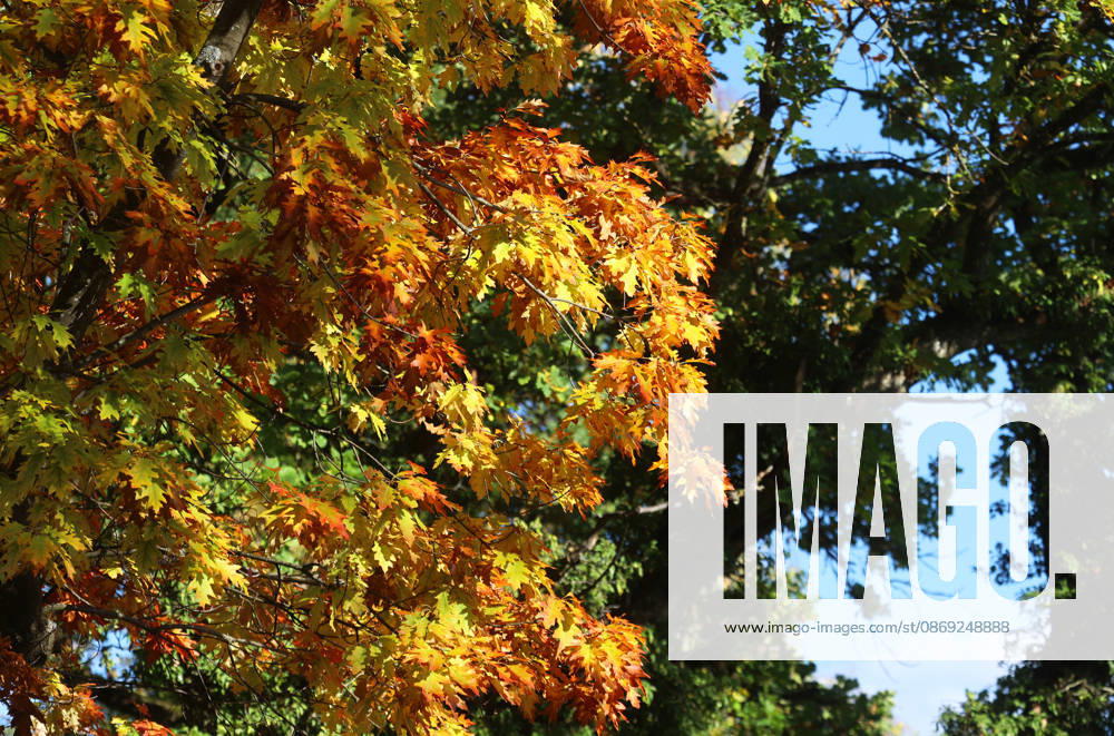 An autumn day in Feldafing, Feldafinger Park, Starnberg District. Here is a view of colorful trees, fall foliage, deciduous trees, autumnal, a play of colors, autumn leaves, fall colors, leaf coloration, red, yellow, red foliage, yellow foliage, natural spectacle, autumn scene