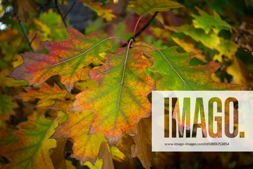 Fall Foliage: The leaves in the forests of the Wetterau are beginning to take on their fall colors. Wetterau, Hesse, Germany 2026-10-12_wetterau_herbst_01