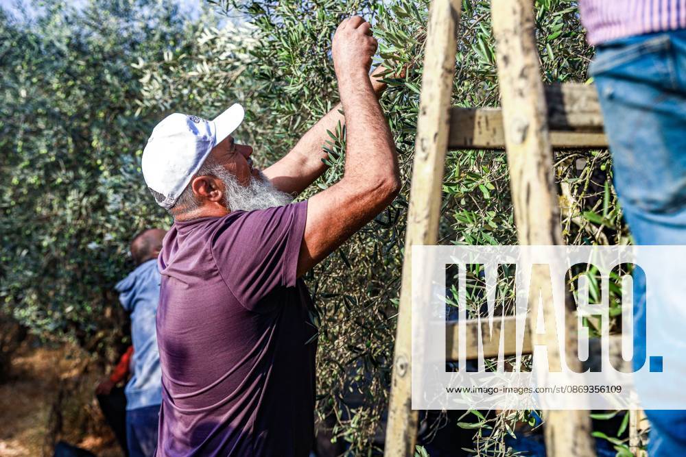 EIN YABRUD, WEST BANK, PALESTINE, OCTOBER 13, 2026: Palestinian residents and farmers harvest olives on their land in Ein Yabrud, east of Ramallah, in the occupied West Bank. Residents gathered to pick olives following reported settler attacks on farmers in the village in recent days. Ramallah - ZUMAq101 20261013_zna_q101_206
