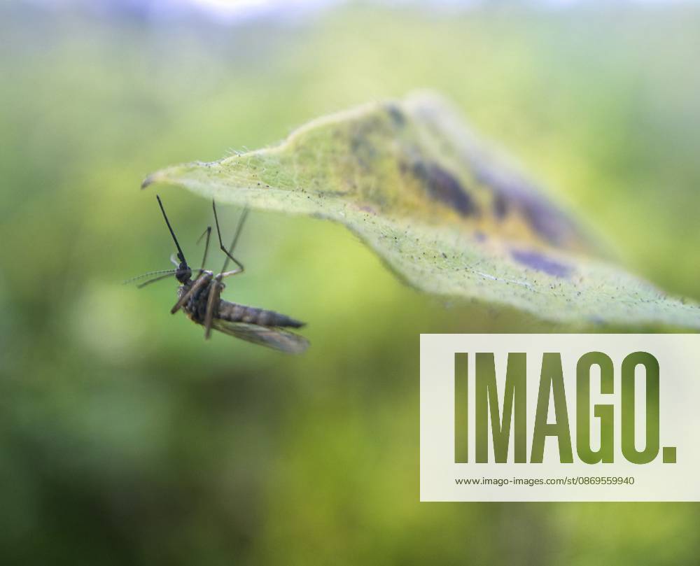 Eine blutsaugende Mücke schaukelt auf einem Grashalm A blood-sucking mosquito swings on a blade of grass