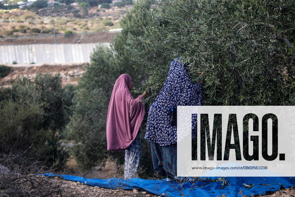 Palestinian Farmers Harvest Olives Near Barrier West of Hebron Palestinian farmers pick olives during the harvest season in a field in the village of Beit Awwa, west of Hebron, in the occupied West Bank, on October 15, 2026, near the Israeli separation barrier. Photo by Mamoun Wazwaz apaimages Hebron West Bank Palestinian Territory 151026_Hebron_MW_00(12)
