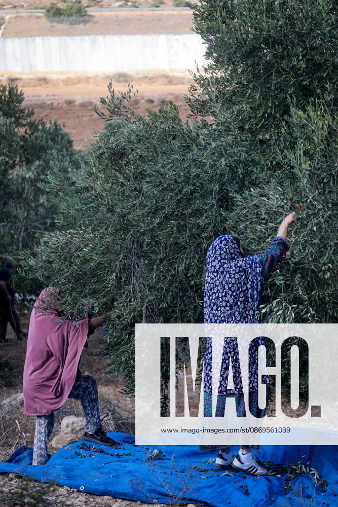 Palestinian Farmers Harvest Olives Near Barrier West of Hebron Palestinian farmers pick olives during the harvest season in a field in the village of Beit Awwa, west of Hebron, in the occupied West Bank, on October 15, 2026, near the Israeli separation barrier. Photo by Mamoun Wazwaz apaimages Hebron West Bank Palestinian Territory 151026_Hebron_MW_00(13)