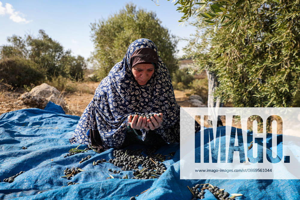 Palestinian Farmers Harvest Olives Near Barrier West of Hebron Palestinian farmers pick olives during the harvest season in a field in the village of Beit Awwa, west of Hebron, in the occupied West Bank, on October 15, 2026, near the Israeli separation barrier. Photo by Mamoun Wazwaz apaimages Hebron West Bank Palestinian Territory 151026_Hebron_MW_00(16)