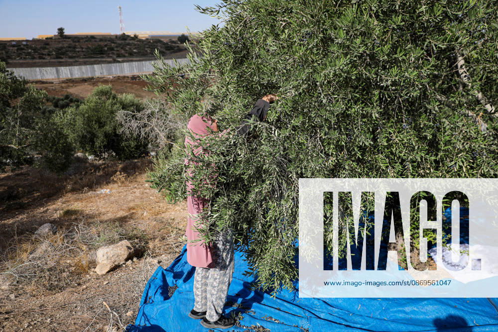Palestinian Farmers Harvest Olives Near Barrier West of Hebron Palestinian farmers pick olives during the harvest season in a field in the village of Beit Awwa, west of Hebron, in the occupied West Bank, on October 15, 2026, near the Israeli separation barrier. Photo by Mamoun Wazwaz apaimages Hebron West Bank Palestinian Territory 151026_Hebron_MW_00(17)