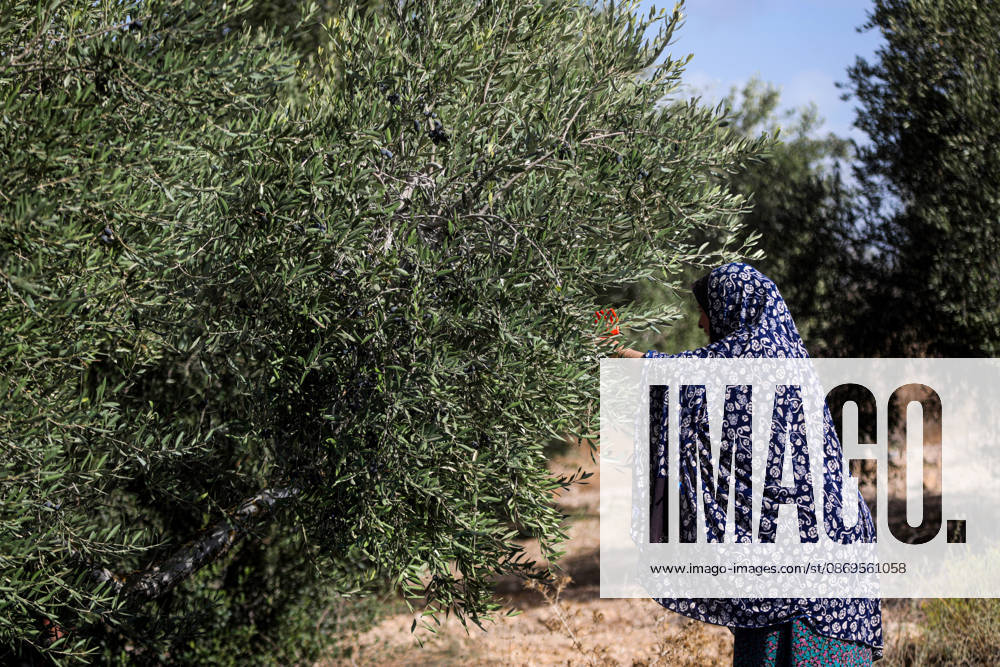 Palestinian Farmers Harvest Olives Near Barrier West of Hebron Palestinian farmers pick olives during the harvest season in a field in the village of Beit Awwa, west of Hebron, in the occupied West Bank, on October 15, 2026, near the Israeli separation barrier. Photo by Mamoun Wazwaz apaimages Hebron West Bank Palestinian Territory 151026_Hebron_MW_00(9)