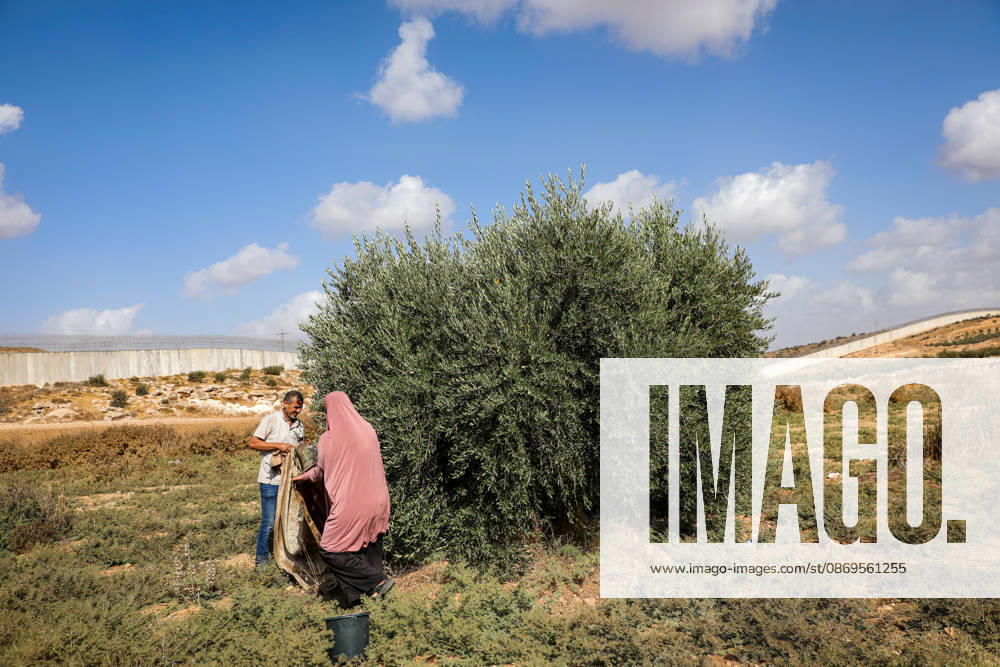 Palestinian Farmers Harvest Olives Near Barrier West of Hebron Palestinian farmers pick olives during the harvest season in a field in the village of Beit Awwa, west of Hebron, in the occupied West Bank, on October 15, 2026, near the Israeli separation barrier. Photo by Mamoun Wazwaz apaimages Hebron West Bank Palestinian Territory 151026_Hebron_MW_00(21)