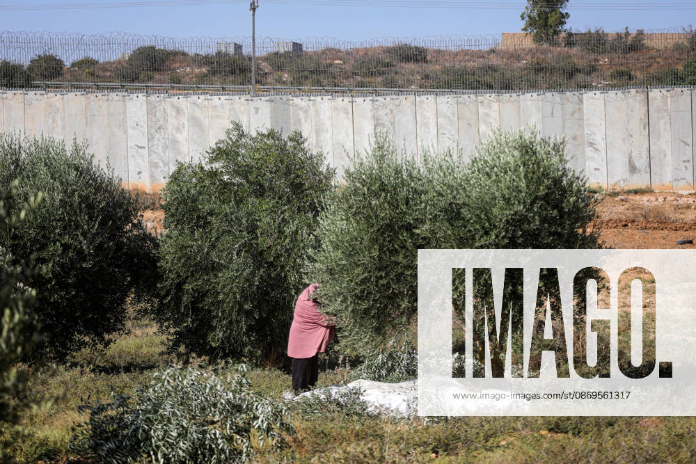 Palestinian Farmers Harvest Olives Near Barrier West of Hebron Palestinian farmers pick olives during the harvest season in a field in the village of Beit Awwa, west of Hebron, in the occupied West Bank, on October 15, 2026, near the Israeli separation barrier. Photo by Mamoun Wazwaz apaimages Hebron West Bank Palestinian Territory 151026_Hebron_MW_00(26)