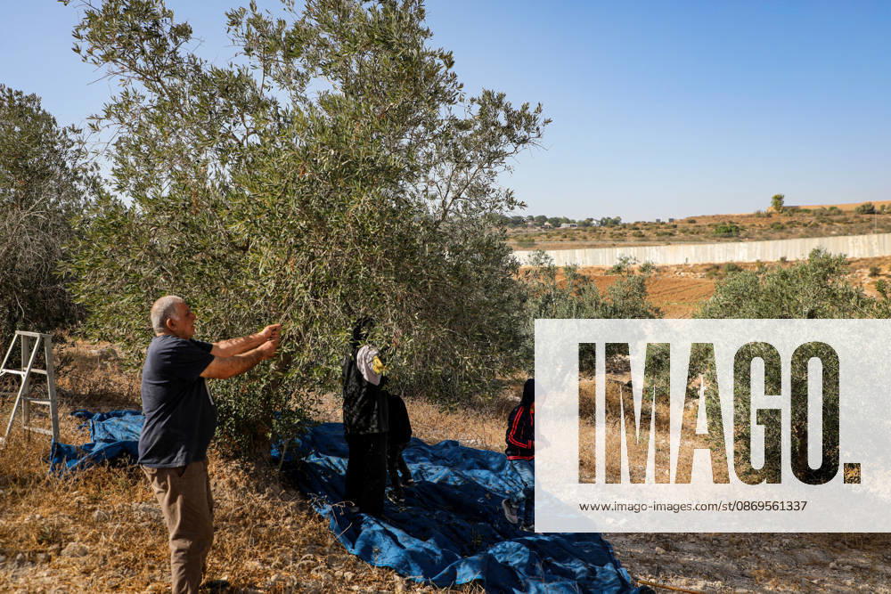 Palestinian Farmers Harvest Olives Near Barrier West of Hebron Palestinian farmers pick olives during the harvest season in a field in the village of Beit Awwa, west of Hebron, in the occupied West Bank, on October 15, 2026, near the Israeli separation barrier. Photo by Mamoun Wazwaz apaimages Hebron West Bank Palestinian Territory 151026_Hebron_MW_00(3)