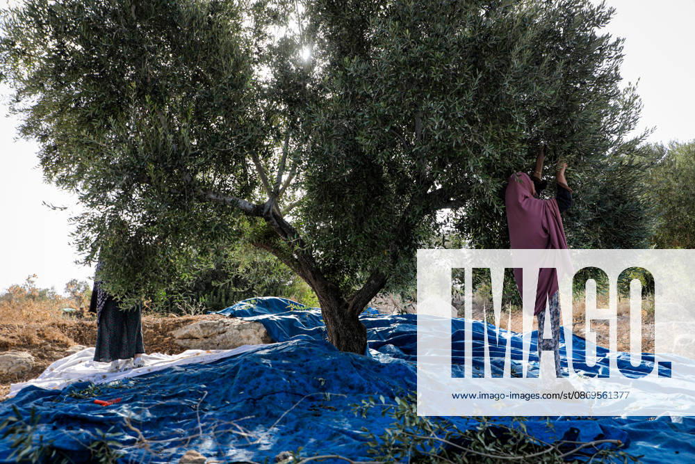 Palestinian Farmers Harvest Olives Near Barrier West of Hebron Palestinian farmers pick olives during the harvest season in a field in the village of Beit Awwa, west of Hebron, in the occupied West Bank, on October 15, 2026, near the Israeli separation barrier. Photo by Mamoun Wazwaz apaimages Hebron West Bank Palestinian Territory 151026_Hebron_MW_00(8)