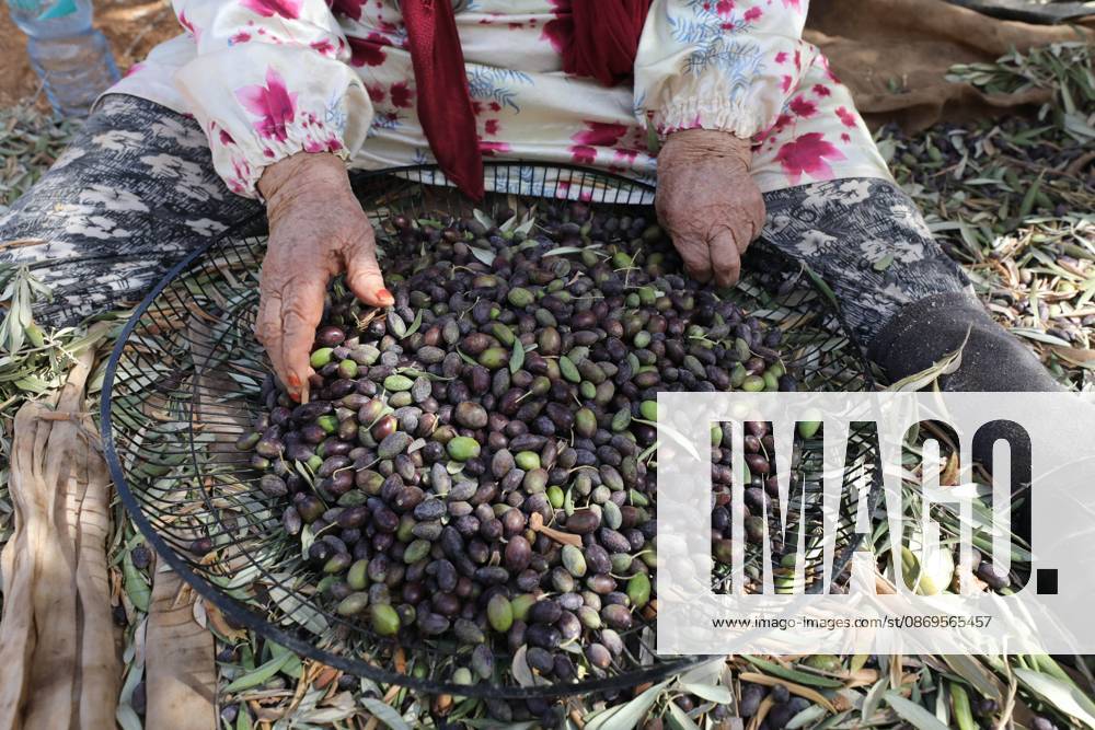 Nablus, Palestine, State of: NABLUS, WEST BANK, PALESTINE, OCTOBER 15, 2026: Palestinian farmers harvest olives during the annual olive-picking season in Nablus, in the occupied West Bank. Nablus Palestine, State of - ZUMAq101 20261015_zna_q101_105