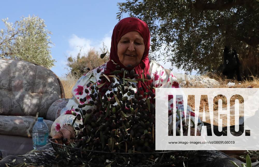 Nablus, Palestine, State of: NABLUS, WEST BANK, PALESTINE, OCTOBER 15, 2026: Palestinian farmers harvest olives during the annual olive-picking season in Nablus, in the occupied West Bank. Nablus Palestine, State of - ZUMAq101 20261015_zna_q101_114