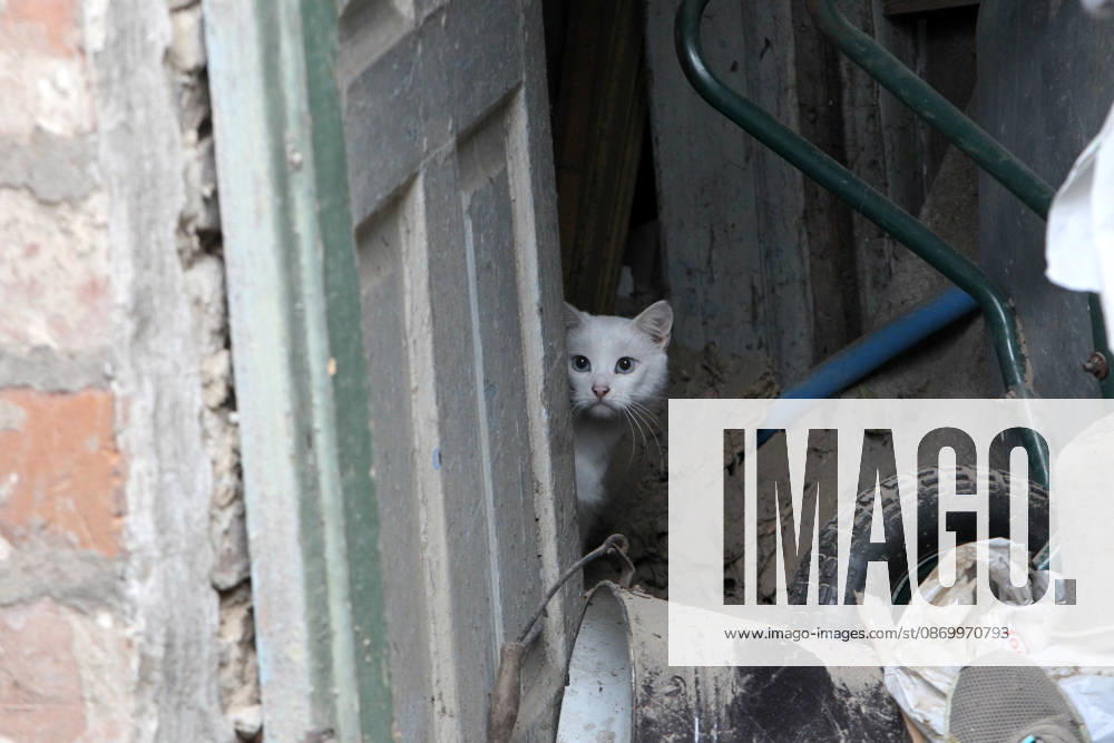 Russian troops hit Dnipro with guided bombs A white cat peeks out from behind a door in a building damaged by a Russian bombardment in Dnipro, Ukraine, on October 19, 2026. On Monday morning, Russian forces launched guided aerial bombs at the eastern city, damaging private homes and infrastructure. An 84-year-old woman was hospitalised in moderate condition. Dnipro Ukraine