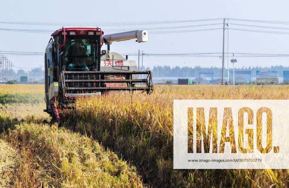 Combine harvesters work in a rice field to harvest late rice on October 26, 2026 in Yangzhou, Jiangsu Province of China.