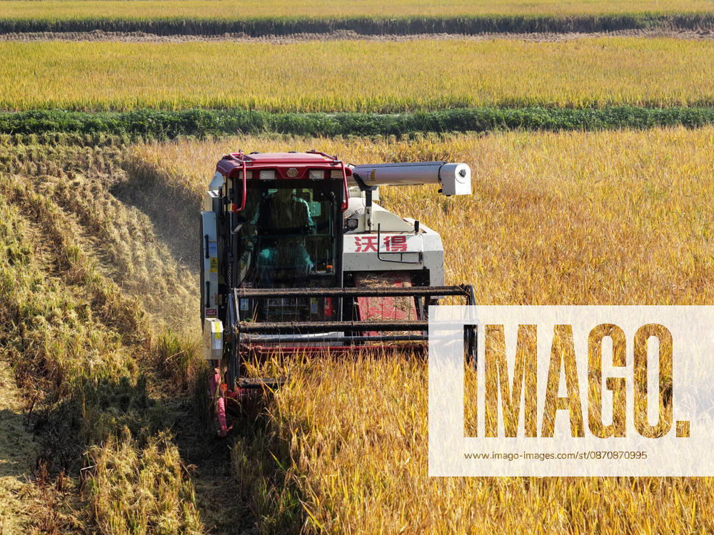 Combine harvesters work in rice fields to harvest late rice on October 26, 2026 in Yangzhou, Jiangsu Province of China.
