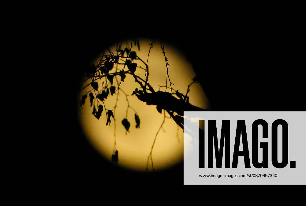 Full Moon; the photo shows branches against the full moon