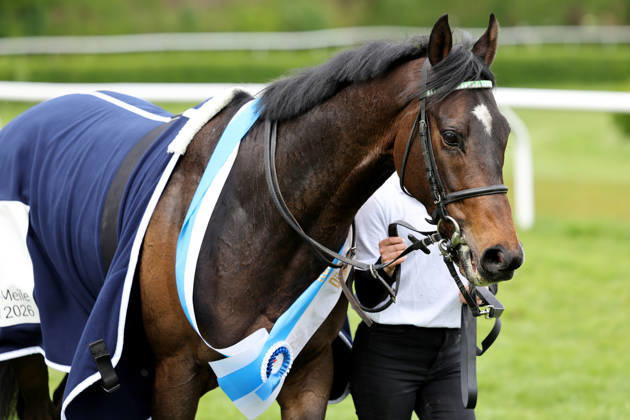 12 04 2026, Duesseldorf, Nordrhein Westfalen, GER New Emerald in portrait racecourse Duesseldorf Grafenberg horse, New Emerald, portrait, portrait, winning ribbon 260412SG993DUESSELDORF JPG