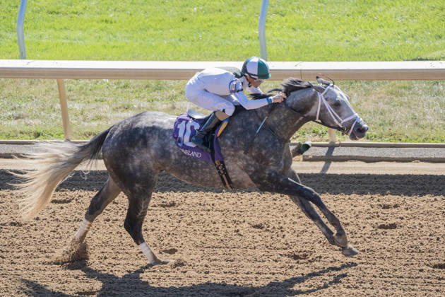 October 3, 2026, Lexington, Kentucky, USA: Who Dey (10) ridden by Brian Hernandez Jr. wins an allowance on Coolmore Turf Mile Day on October 3, 2026. Jessica Morgan Eclipse Sportswire CSM Lexington USA - ZUMAcs17 20261003_faf_cs17_186 Copyright: x01354200x