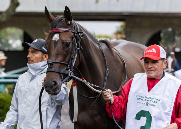 HORSE RACING 2026: QEII GI Day Keeneland OCT 10 October 10, 2026, Lexington, Ky, USA: Tam Tam (3) in the paddock before the Queen Elizabeth II Challenge Cup on QEII GI Day on October 10, 2026. Candice Chavez Eclipse Sportswire CSM(Credit Image: Â {Serial Cal Media) Lexington Ky USA EDITORIAL USE ONLY Copyright: xx ZUMA-20261010_faf_cs17_077.jpg {Serialx csmphotothree532872