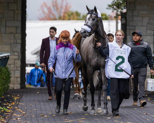 HORSE RACING 2026: QEII GI Day Keeneland OCT 10 October 10, 2026, Lexington, Ky, USA: Luster (2) in the paddock before the Queen Elizabeth II Challenge Cup on QEII GI Day on October 10, 2026. Candice Chavez Eclipse Sportswire CSM(Credit Image: Â {Serial Cal Media) Lexington Ky USA EDITORIAL USE ONLY Copyright: xx ZUMA-20261010_faf_cs17_076.jpg {Serialx csmphotothree532873
