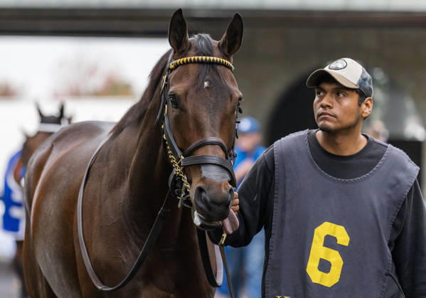 HORSE RACING 2026: Franklin Stakes Day Keeneland OCT 11 October 11, 2026, Lexington, Ky, USA: Kehoe Beach (6) in the paddock before the Franklin Stakes on Franklin Stakes Day on October 11, 2026. Candice Chavez Eclipse Sportswire CSM(Credit Image: Â {Serial Cal Media) Lexington Ky USA EDITORIAL USE ONLY Copyright: xx ZUMA-20261011_faf_cs17_031.jpg {Serialx csmphotothree533796