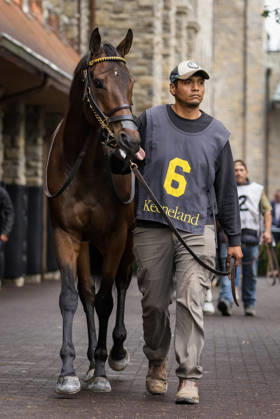 HORSE RACING 2026: Franklin Stakes Day Keeneland OCT 11 October 11, 2026, Lexington, Ky, USA: Kehoe Beach (6) in the paddock before the Franklin Stakes on Franklin Stakes Day on October 11, 2026. Candice Chavez Eclipse Sportswire CSM(Credit Image: Â {Serial Cal Media) Lexington Ky USA EDITORIAL USE ONLY Copyright: xx ZUMA-20261011_faf_cs17_030.jpg {Serialx csmphotothree533797