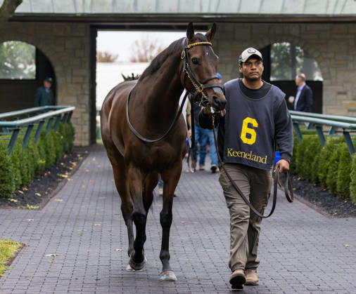 HORSE RACING 2026: Franklin Stakes Day Keeneland OCT 11 October 11, 2026, Lexington, Ky, USA: Kehoe Beach (6) in the paddock before the Franklin Stakes on Franklin Stakes Day on October 11, 2026. Candice Chavez Eclipse Sportswire CSM(Credit Image: Â {Serial Cal Media) Lexington Ky USA EDITORIAL USE ONLY Copyright: xx ZUMA-20261011_faf_cs17_028.jpg {Serialx csmphotothree533799