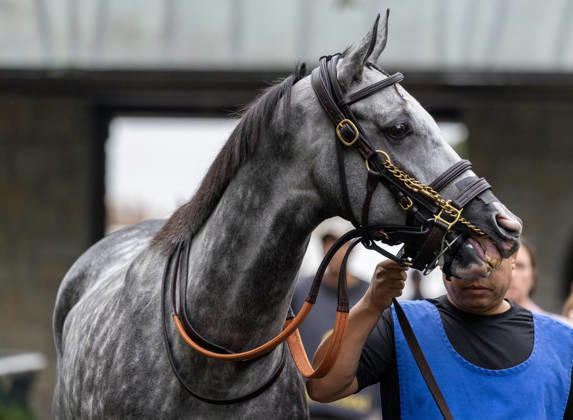 HORSE RACING 2026: Franklin Stakes Day Keeneland OCT 11 October 11, 2026, Lexington, Ky, USA: Time to Dazzle (3) in the paddock before winning the Franklin Stakes on Franklin Stakes Day on October 11, 2026. Candice Chavez Eclipse Sportswire CSM(Credit Image: Â {Serial Cal Media) Lexington Ky USA EDITORIAL USE ONLY Copyright: xx ZUMA-20261011_faf_cs17_037.jpg {Serialx csmphotothree533800