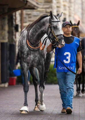 HORSE RACING 2026: Franklin Stakes Day Keeneland OCT 11 October 11, 2026, Lexington, Ky, USA: Time To Dazzle (3) in the paddock before the Franklin Stakes on Franklin Stakes Day on October 11, 2026. Candice Chavez Eclipse Sportswire CSM(Credit Image: Â {Serial Cal Media) Lexington Ky USA EDITORIAL USE ONLY Copyright: xx ZUMA-20261011_faf_cs17_036.jpg {Serialx csmphotothree533801