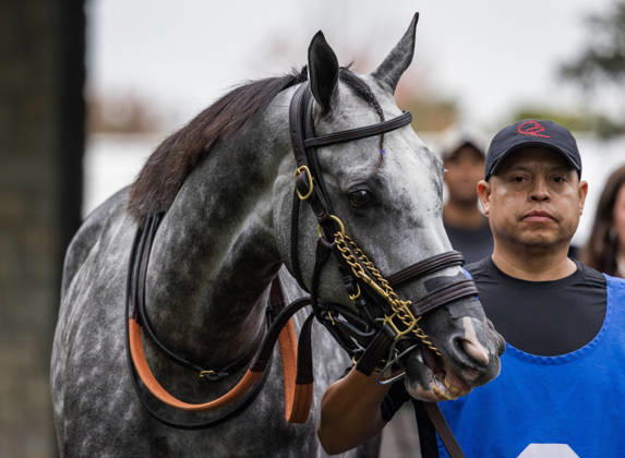 HORSE RACING 2026: Franklin Stakes Day Keeneland OCT 11 October 11, 2026, Lexington, Ky, USA: Time to Dazzle (3) in the paddock before winning the Franklin Stakes on Franklin Stakes Day on October 11, 2026. Candice Chavez Eclipse Sportswire CSM(Credit Image: Â {Serial Cal Media) Lexington Ky USA EDITORIAL USE ONLY Copyright: xx ZUMA-20261011_faf_cs17_034.jpg {Serialx csmphotothree533803