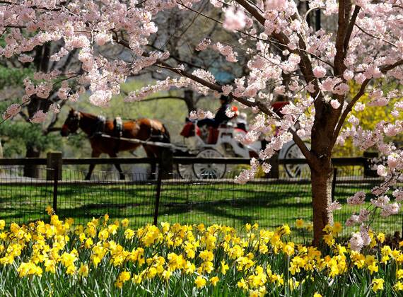 (120330) -- NEW YORK, March 30, 2012 (Xinhua) -- A tour coach runs past a cherry tree in Central Park in New York, the United States, March 27, 2012. Varieties of spring flowers flourish as the northern hemisphere have entered its springtime since March. (Xinhua Shen Hong) NORTHERN HEMISPHERE-SPRING FLOWERS 