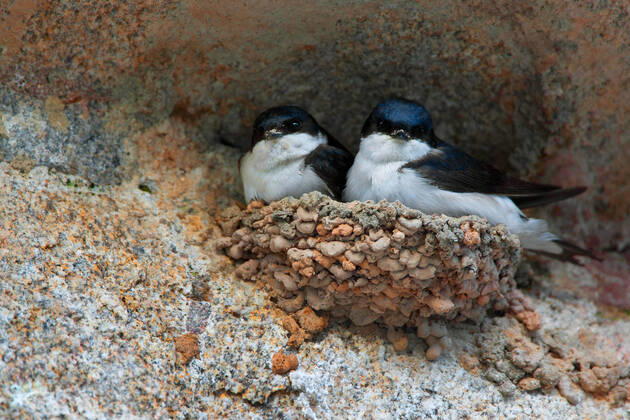 House Martin, Flour Swallow Delichon urbica, Delichon urbicum , pair in nest, Belgium common house martin Delichon urbica, Delichon urbicum , pair in nest, Belgium BLWS625430 Copyright: xblickwinkel W.xPattynx