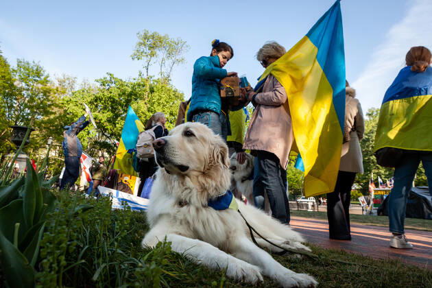 Belarusian opposition leader Sviatlana Tsikhanouskaya attends Ukraine protest A canine supporter of Ukraine makes himself at home during a rally at the White House against Russia s war in Ukraine. The Belarusian community in the Washington, DC metro area joined US Ukrainian Activists daily protest at the White House to show their support. Both countries currently suffer at the hands of Russian President Vladimir Putin: Ukraine is under attack, and Belarus is led by Putin puppet Alexander Lukashenko. Washington DC United States  Copyright: xAllisonxBaileyx originalFilename: bailey-belarusi220428_npdiG
