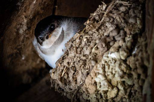 A closeup of a young common house martin looking out of the nest. *** einer closeupe des einer Jung Gemeine Haus Martin Schauen Raus des der einnisten 2720836