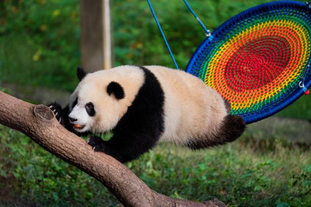 CHONGQING, CHINA - OCTOBER 29: A giant panda plays at Chongqing Zoo on October 29, 2023 in Chongqing, China.  Copyright: xVCGx 111461794955