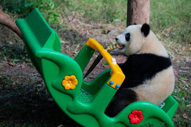 CHONGQING, CHINA - OCTOBER 29: A giant panda plays at Chongqing Zoo on October 29, 2023 in Chongqing, China.  Copyright: xVCGx 111461794956