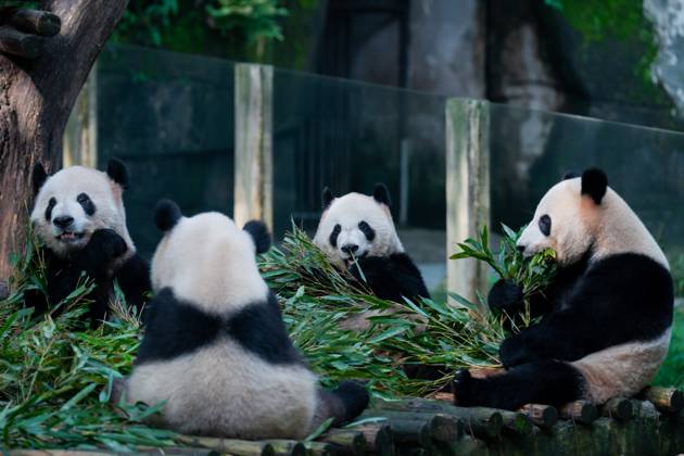 CHONGQING, CHINA - OCTOBER 29: Giant pandas eat bamboo at Chongqing Zoo on October 29, 2023 in Chongqing, China. Copyright: xVCGx 111461794972