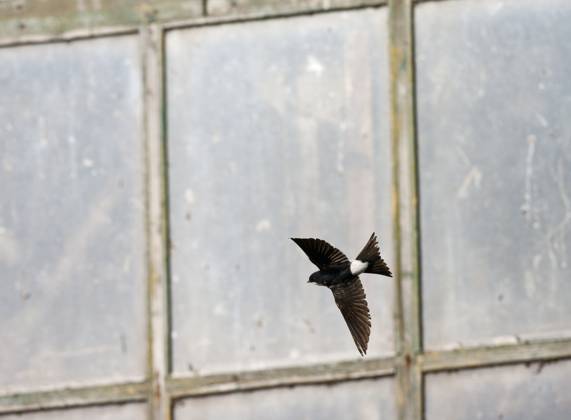 Huiszwaluw, Common House Martin, Delichon urbica Huiszwaluw vliegend voor een oude schuur; Common House Martin flying in front of an old barn Durgerdam Noord-Holland Netherlands Copyright: xAgamix xMarcxGuytx